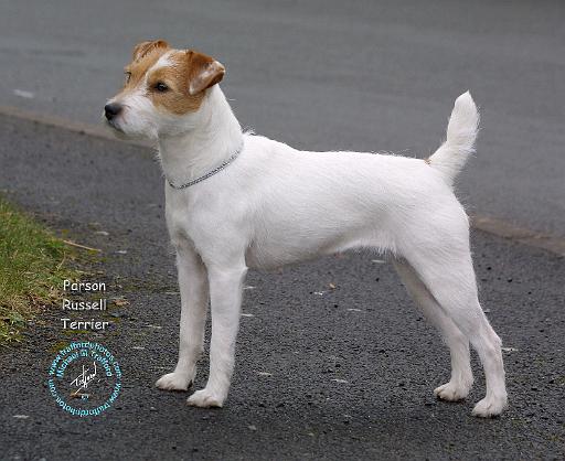 Parson Russell Terrier 9C075D-13.JPG